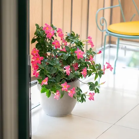 Exotic Oasis Bacvice