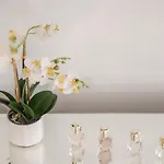 Exotic Oasis Bacvice Appartamento *